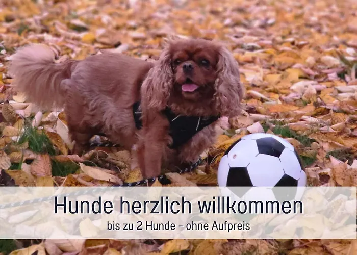 Robbenglueck In Ideal Fuer Familien Und Freunde - 2 Hunde Ohne Aufpreis